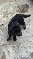 Purebred Miniature Poodle, 6 Months Old - 2