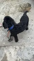 Purebred Miniature Poodle, 6 Months Old - 3