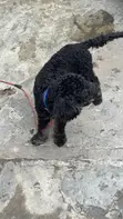 Purebred Miniature Poodle, 6 Months Old - 4