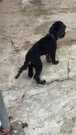 Purebred Miniature Poodle, 6 Months Old - 5