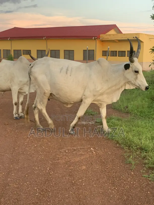 Healthy Cows for Sale - 1
