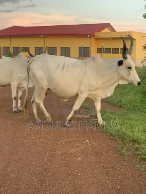 Healthy Cows for Sale