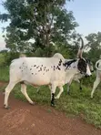 Healthy Cows for Sale - 2