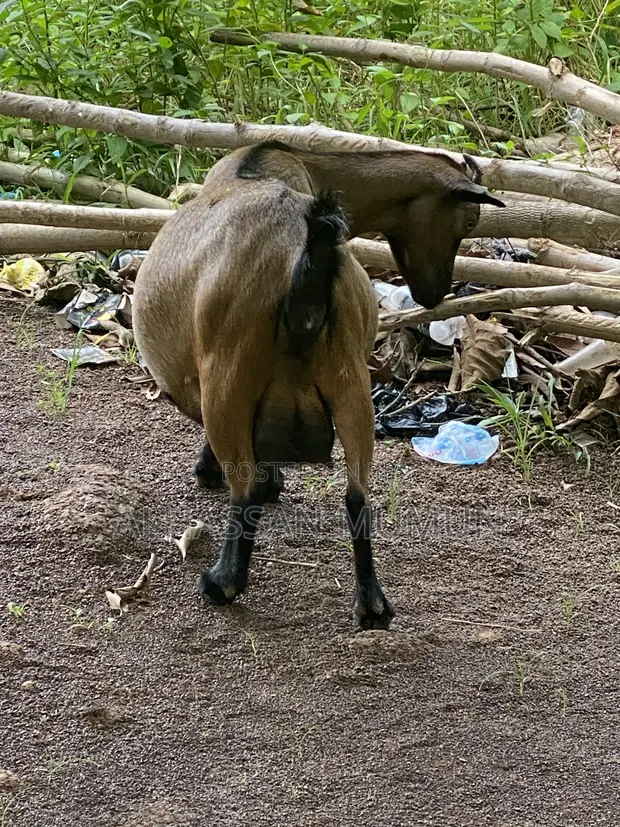 Goats for Sale - 1