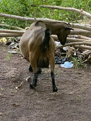 Goats for Sale