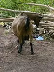 Goats for Sale - 1