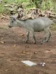 Goats for Sale - 2