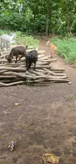 Goats for Sale - 3