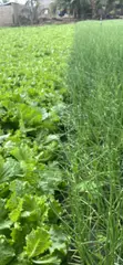 Fresh Vegetables - Spring Onions, Shallots, Tomatoes, Lettuce - 2