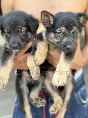 Female Purebred German Shepherd Puppy (1-3 Months)