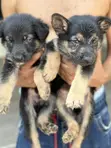 Female Purebred German Shepherd Puppy (1-3 Months) - 1