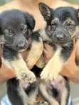 Female Purebred German Shepherd Puppy (1-3 Months) - 2