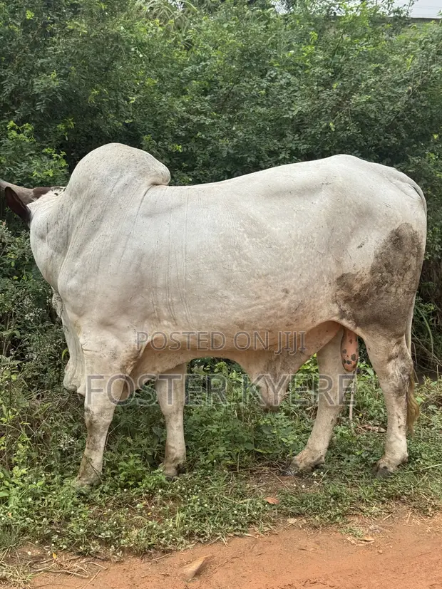 Healthy Cows for Sale - 1