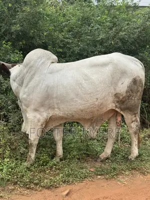 Healthy Cows for Sale