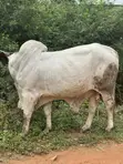 Healthy Cows for Sale - 1