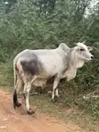 Healthy Cows for Sale - 2