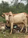 Healthy Cows for Sale - 3