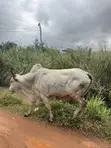 Healthy Cows for Sale - 4