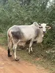 Healthy Cows for Sale - 5