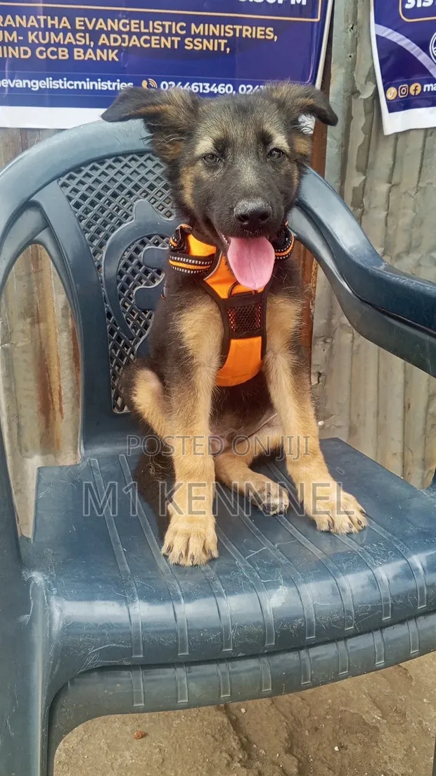 Purebred German Shepherd Puppy - 1-3 Months Old - 1