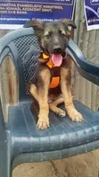 Purebred German Shepherd Puppy - 1-3 Months Old - 1