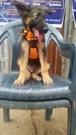Purebred German Shepherd Puppy - 1-3 Months Old - 2