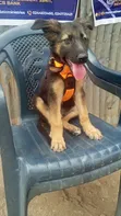 Purebred German Shepherd Puppy - 1-3 Months Old - 3