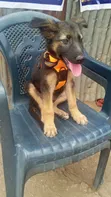Purebred German Shepherd Puppy - 1-3 Months Old - 4