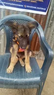 Purebred German Shepherd Puppy - 1-3 Months Old - 5