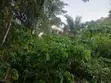 8 Acres of Land for Sale in Kwahu Afram Plains South - 1