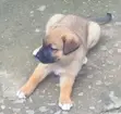 1-3 Month Old Male Purebred German Shepherd Puppy - 2