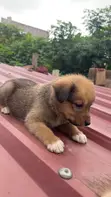 1-3 Month Old Male Purebred German Shepherd Puppy - 3
