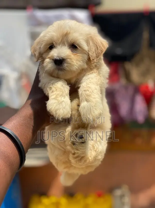 Purebred Toy Poodle Puppies (1-3 Months) - 1