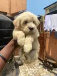 Purebred Toy Poodle Puppies (1-3 Months) - 2