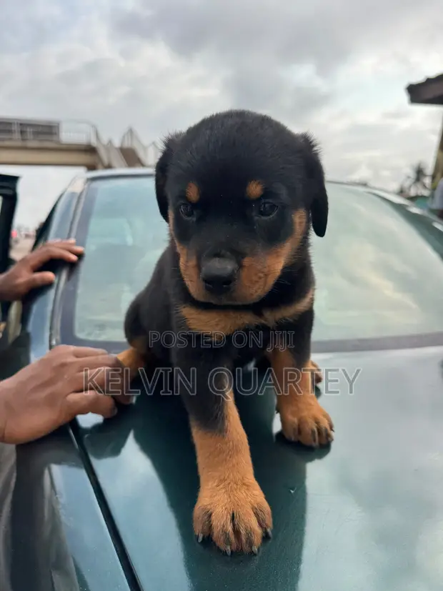 Purebred Rottweiler Puppy - 1-3 Months Old - 1