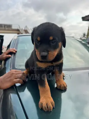 Purebred Rottweiler Puppy - 1-3 Months Old