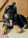 1-3 Months Male Purebred German Shepherd Puppies - 1