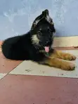 1-3 Months Male Purebred German Shepherd Puppies - 2
