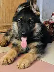 1-3 Months Male Purebred German Shepherd Puppies - 3