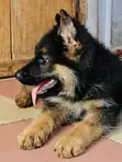 1-3 Months Male Purebred German Shepherd Puppies - 4