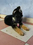 1-3 Months Male Purebred German Shepherd Puppies - 5