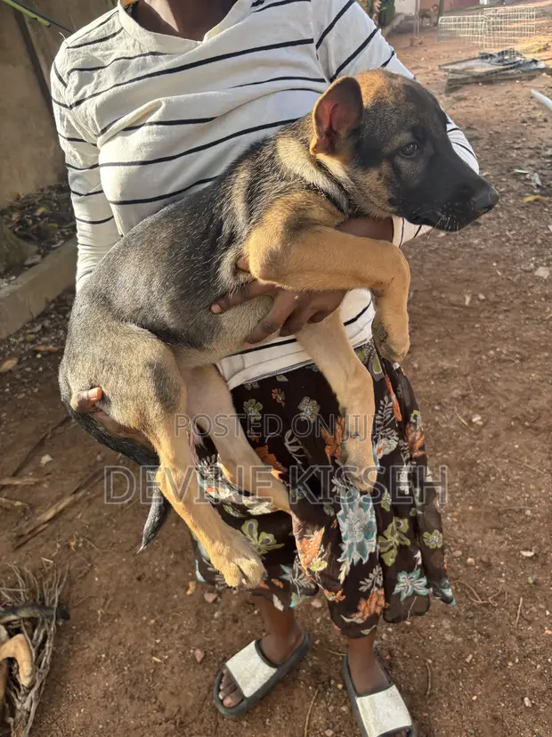 Female Purebred German Shepherd Puppy (1-3 Months) - 1