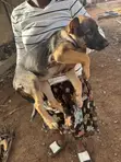 Female Purebred German Shepherd Puppy (1-3 Months) - 1