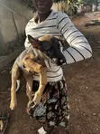 Female Purebred German Shepherd Puppy (1-3 Months) - 2