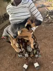 Female Purebred German Shepherd Puppy (1-3 Months) - 3