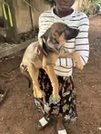 Female Purebred German Shepherd Puppy (1-3 Months) - 4