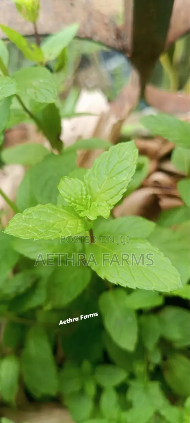 Fresh Spear and Chocolate Mint Seedlings - 1