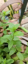 Fresh Spear and Chocolate Mint Seedlings - 2