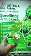 Fresh Spear and Chocolate Mint Seedlings - 3