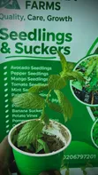 Fresh Spear and Chocolate Mint Seedlings - 4